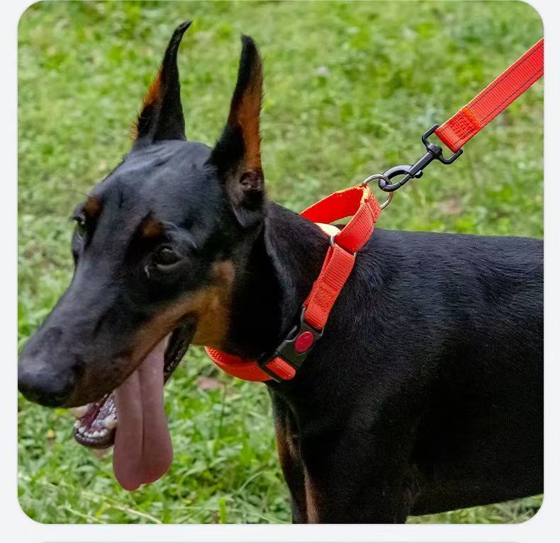 Laisse pour chien portée par un Doberman