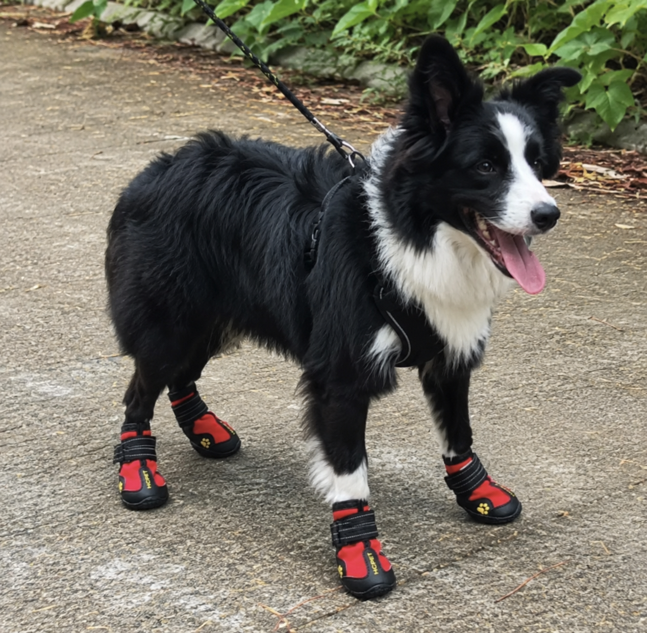 Bottes du pack portées par un chien